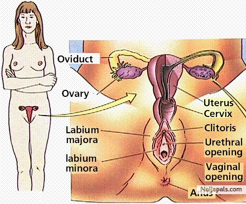 IF YOU ARE OK AS A WOMAN THIS WAY - click for next photo