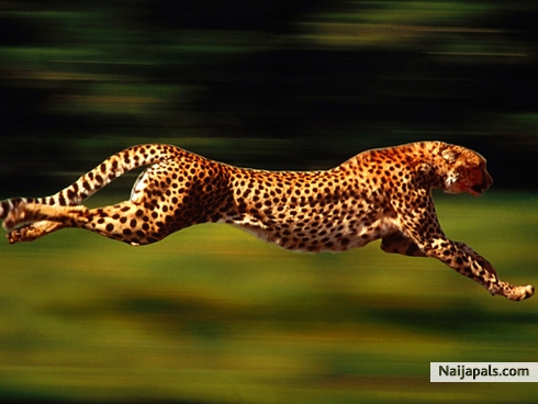 always be fast - click for next photo