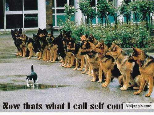 That's what i call self confidence - click for next photo