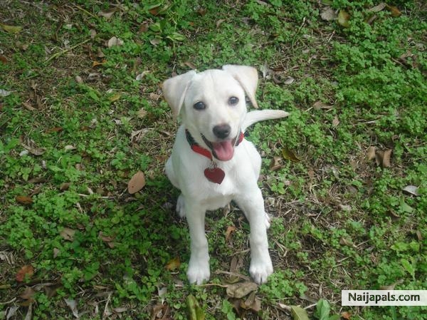 DATS MY DOG SUMMER - click for next photo