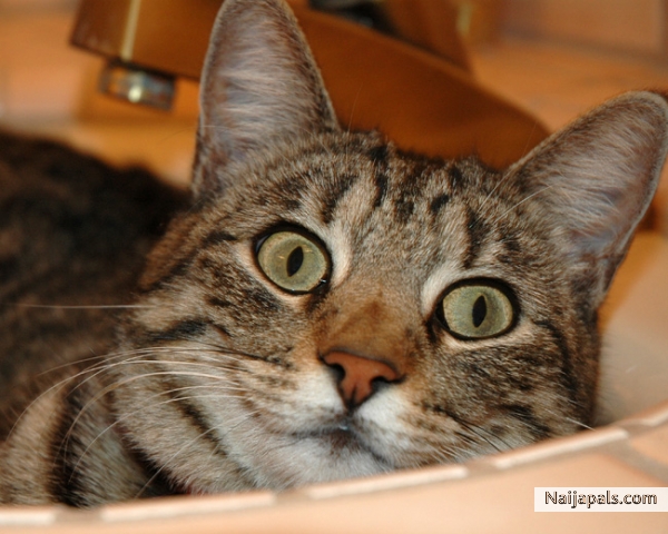 my lovely cat - click for next photo
