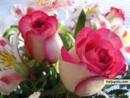 beautiful rose. - click for next photo
