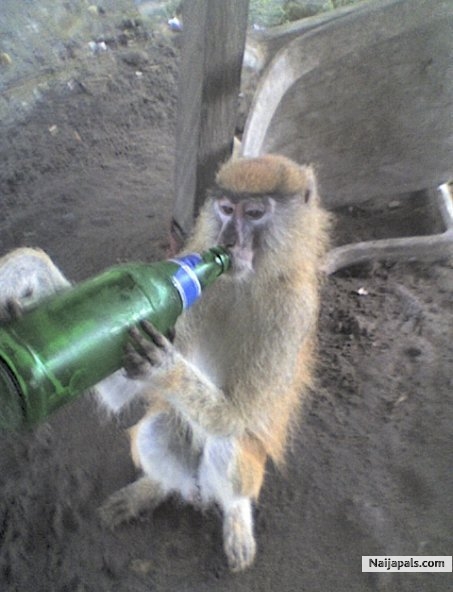 wat da hell........... - click for next photo