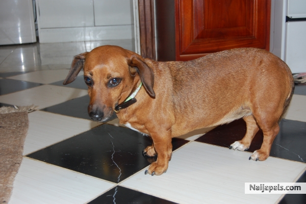 My little princess Bella - click for next photo