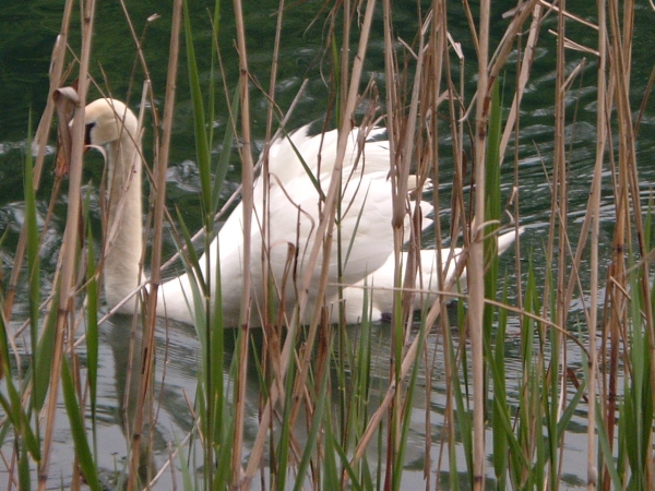wildlife - click for next photo