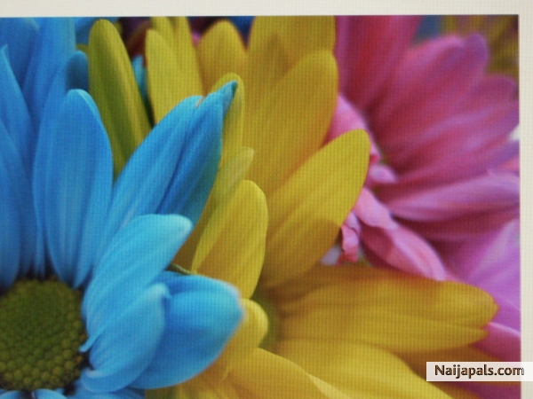 roses are red violets are blue =) - click for next photo