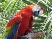 Parrot - click for next photo