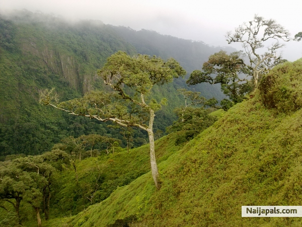 liberia nature - click for next photo