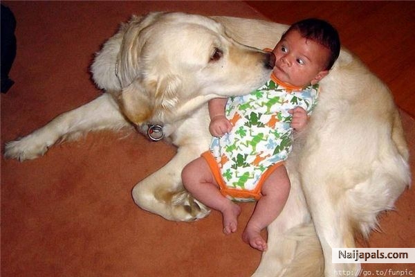 baby love dogs - click for next photo