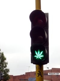 THE WEED LIGHT - click for next photo