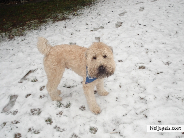 MuRpHy' s 1sT T0kYo Sn0w... - click for next photo