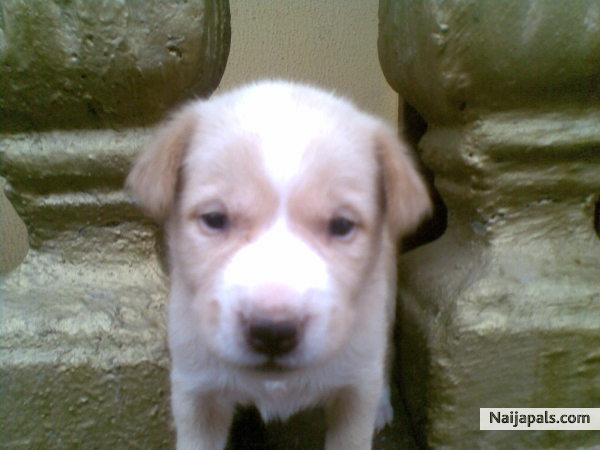 Little Jimmy - click for next photo