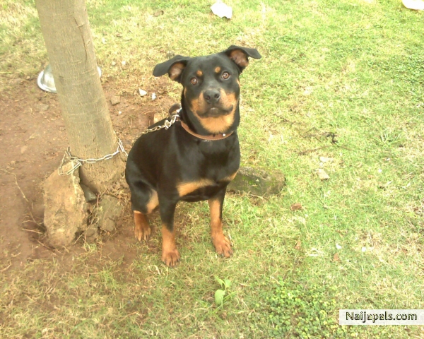 my pet - click for next photo
