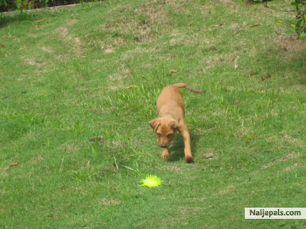 my pup copper - click for next photo