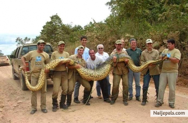BIGGEST SNAKE! - click for next photo