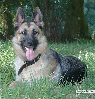 My Sherperd - click for next photo