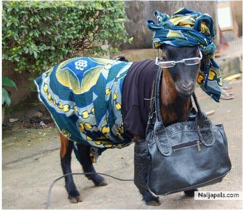 who b goat - click for next photo
