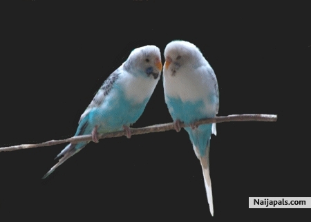 can' t we make luv - click for next photo