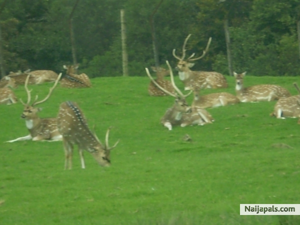 safari park. - click for next photo