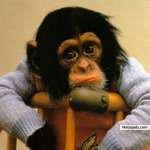 dis monkey is so so sad - click for next photo