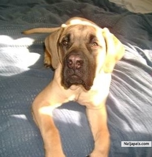 Got me a Mastiff - click for next photo