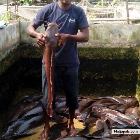 A 6 month 4kg Catfish from my1000 Capacity fish pond - click for next photo