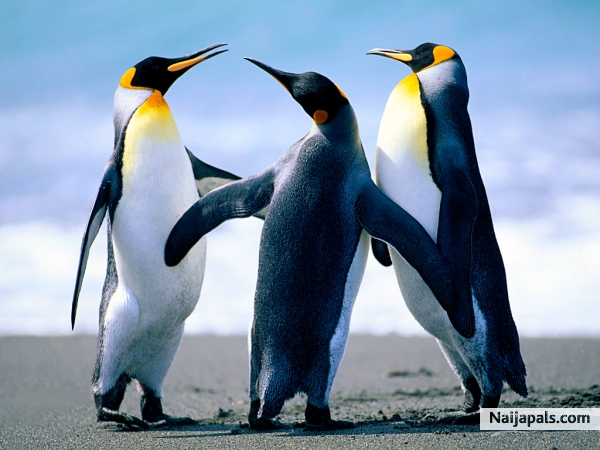 my world of beautiful lineage - click for next photo