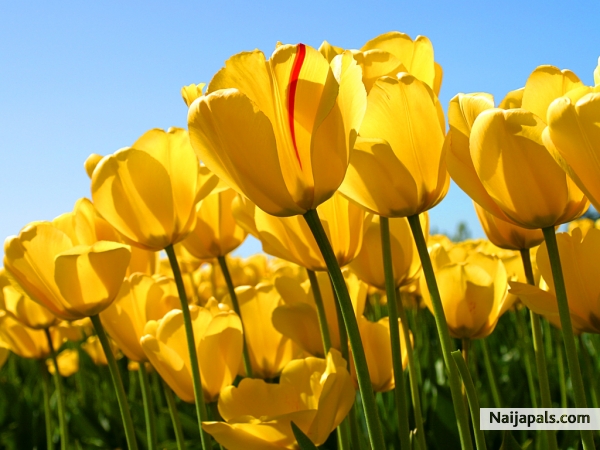 luv tulips - click for next photo