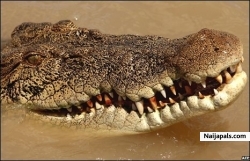 gbam - click for next photo