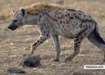 hungry hyena - click for next photo