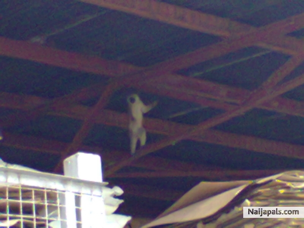 A monkey roaming on our roof! - click for next photo