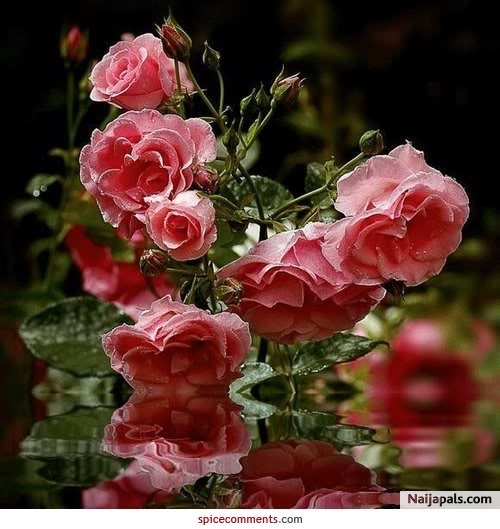 rosesssssssssssss - click for next photo