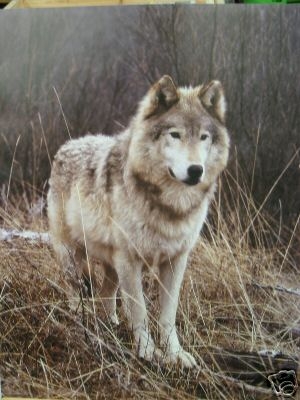 Wolf - click for next photo