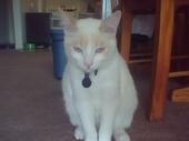 my sweet kitty (creamcicle) - click for next photo