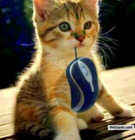 Is my cat - click for next photo