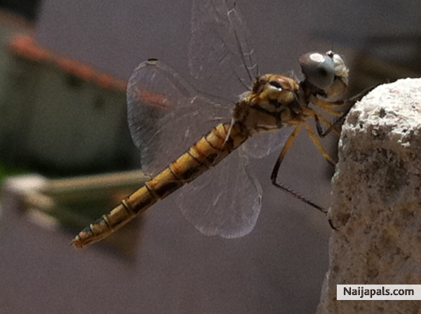  - click for next photo