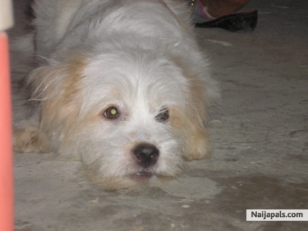 his my dog, - click for next photo
