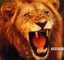 i am d king - click for next photo