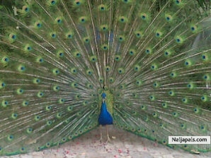  - click for next photo