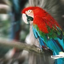 parrot - click for next photo