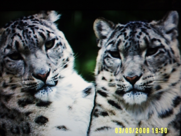 luvly pet,wat do u think? - click for next photo
