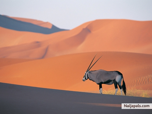 Antelope - click for next photo