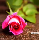There' s love in the air. - click for next photo