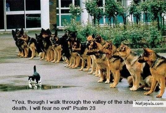 Even if i walk through the shadow of death,i shall fear no evil for God is my shepherd - click for next photo