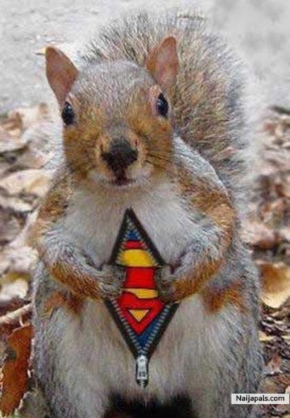 I' m just a squirrel trying to get a nut in this crazy world.... - click for next photo