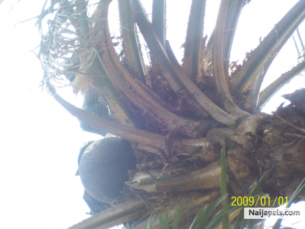 PALM WINE 4 KAFANCHAN - click for next photo