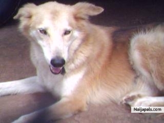 My dog - click for next photo
