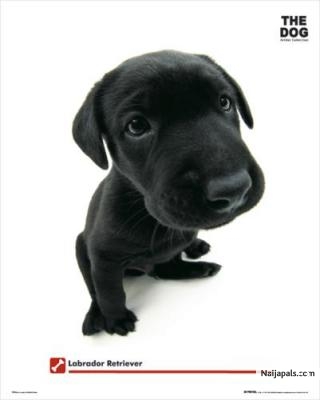 Good little guy. - click for next photo