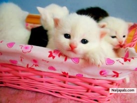 lovely - click for next photo