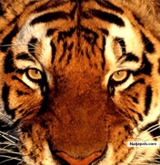 Grrrr! - click for next photo
